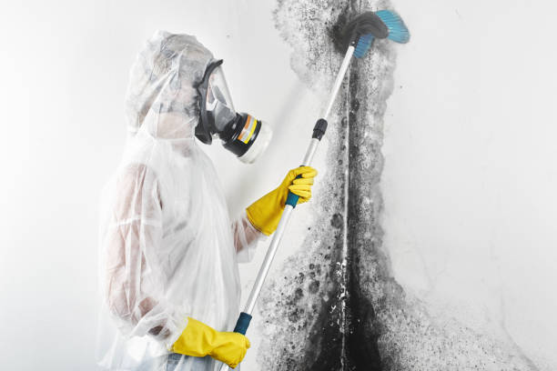 Best Mold Prevention Services  in Hugo, OK