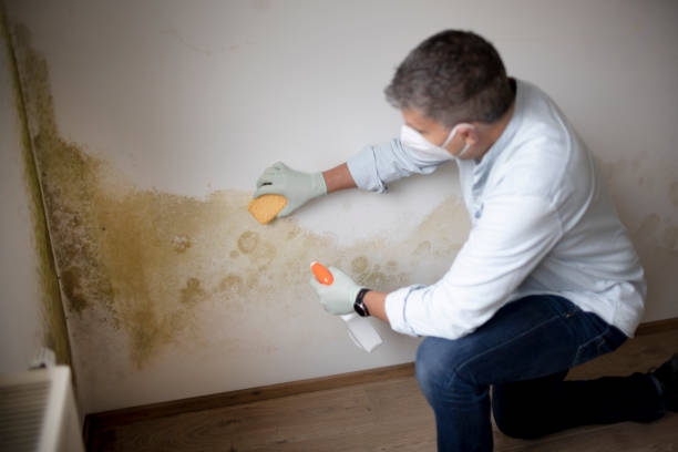  Hugo, OK Mold Removal Pros